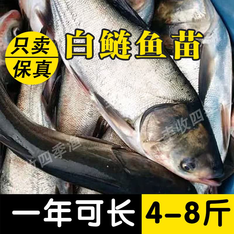 荣郁花鲢鱼苗大头鱼胖头鱼鲢鳙白鲢鱼苗草鱼苗青鱼苗鲫鱼苗鲤鱼苗包活 白鲢鱼3-5厘米500条送20%防损使用感如何?