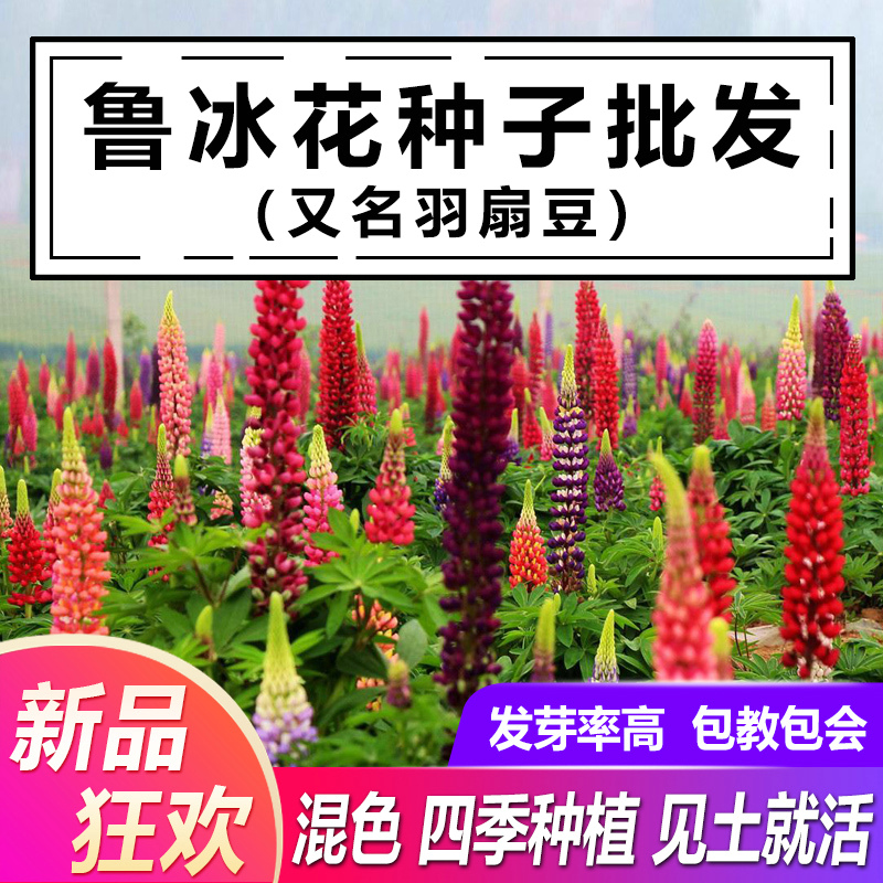 山谷里的居民 鲁冰花种子四季种易活花籽四季开花羽扇豆种子多年生