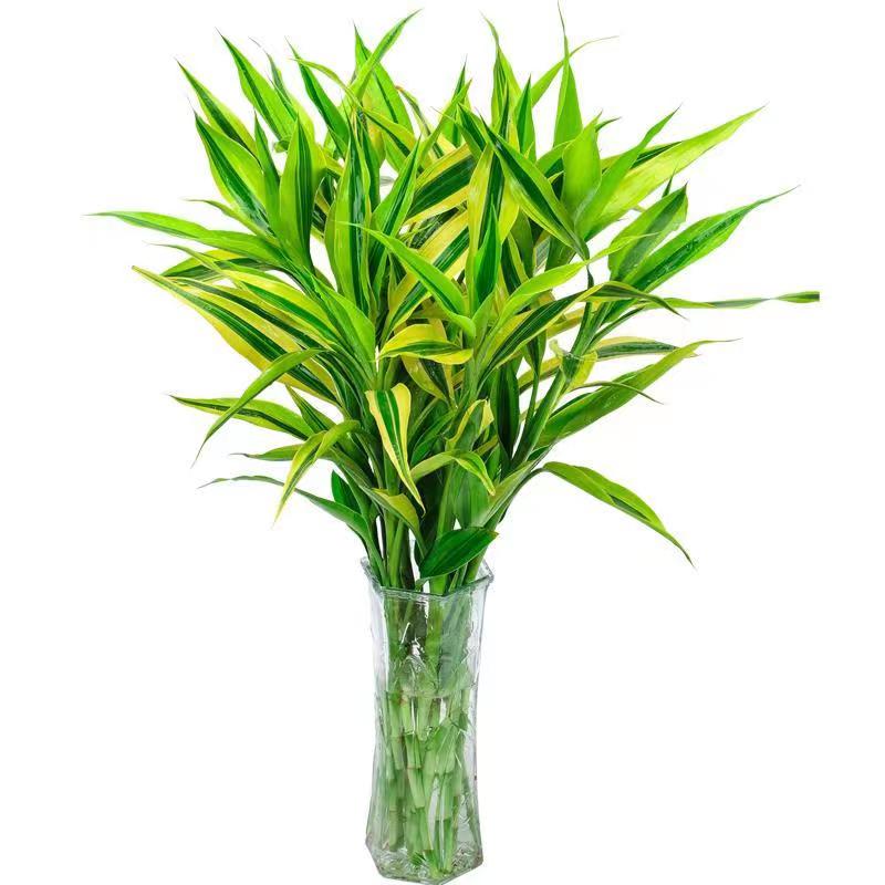 百婉集 麦桑荷金边富贵竹带根植物水养四季好养观音竹客厅办公花卉绿