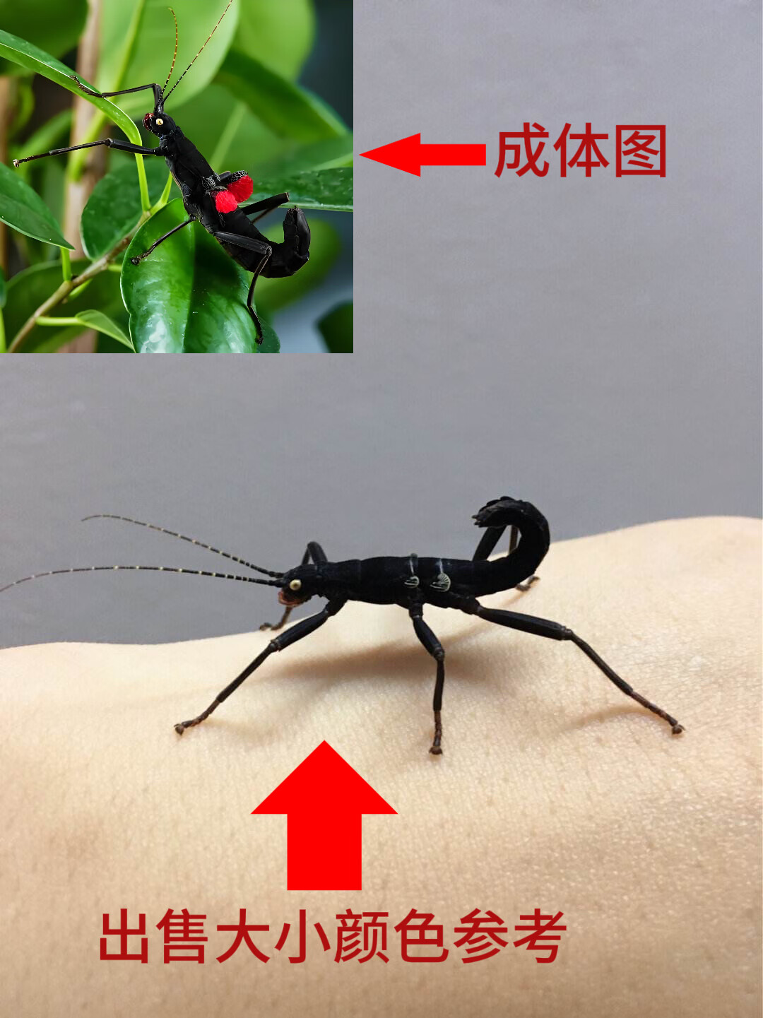 活体昆虫活体竹节虫秘鲁黑魔鬼竹节虫吃树叶儿童宠物小朋友礼物 黑
