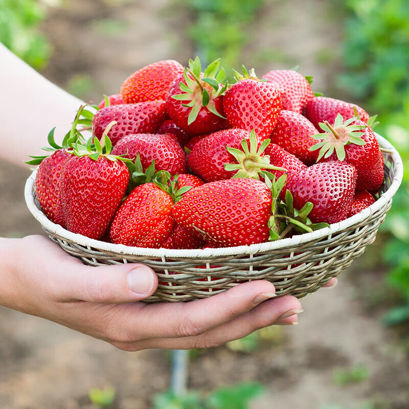 智颖源四川大凉山红颜草莓 新鲜红颜99奶油草莓生鲜新鲜水果整箱现发 精选特大果2盒草莓【彩箱盒装】