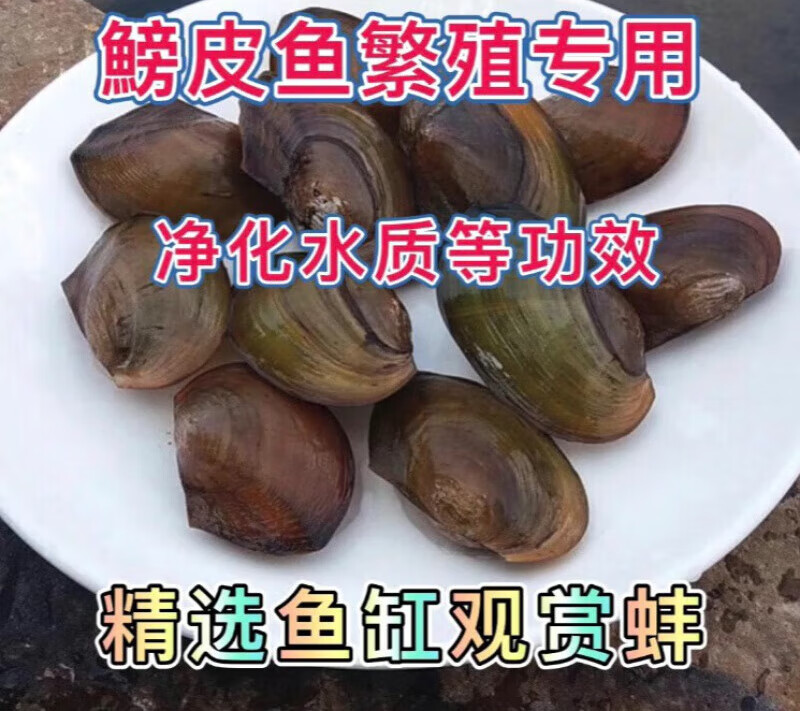 荣郁 【鳑鲏繁殖河蚌】净化水质鱼缸宠物观赏黄金蚌鲜活河蚌专鲜活淡