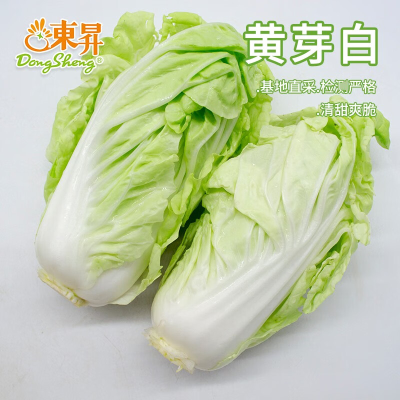东升黄芽白300g 同类大白菜炒菜火锅 广州新鲜蔬菜配送
