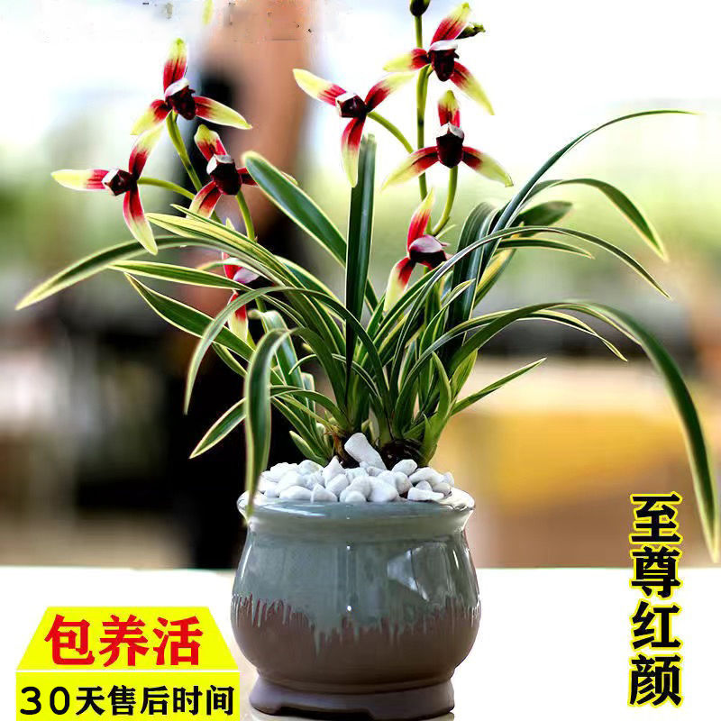【金边兰花】矮种四季兰艺草兰花建兰浓香型兰花室内绿植盆栽好养