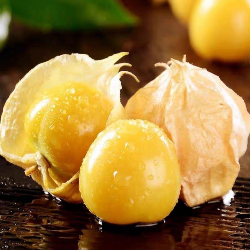 中秋热购 东北黄姑娘果灯笼果洋菇娘甜菇凉果时令当季新鲜黄皮水果整箱精选东北姑娘果自然熟口味清甜 火爆 5斤装 157 6 5评论 127 6元 30元券 东北姑娘果灯笼果新鲜水果5斤精选大果现摘现发姑娘果带箱1斤精选 17 8 157评论 17 8元 中秋热购 中秋热购 东北黄姑娘果灯笼果洋菇娘甜菇凉果时令当季新鲜黄皮水果整箱精选东北姑娘果自然熟口味清甜 火爆 5斤装 157 6 5评论 127 6元 30元券 东北姑娘果灯笼果新鲜水果5斤精选大果现摘现发姑娘果带箱1斤精选 17 8 157评论 17 8元 中秋热购