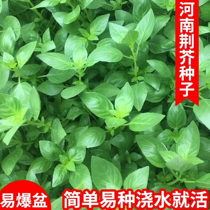 河南大叶荆芥种子菜籽阳台盆栽蔬菜种子农家四季播种荆菜春播春季 大叶荆芥种子【1包 约1千粒】