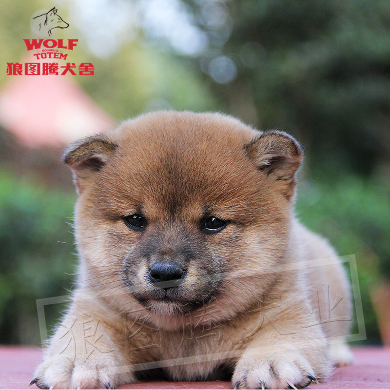 纯种日本豆柴犬宠物狗活体小柴犬活体双血统小型犬幼犬家养幼崽活体