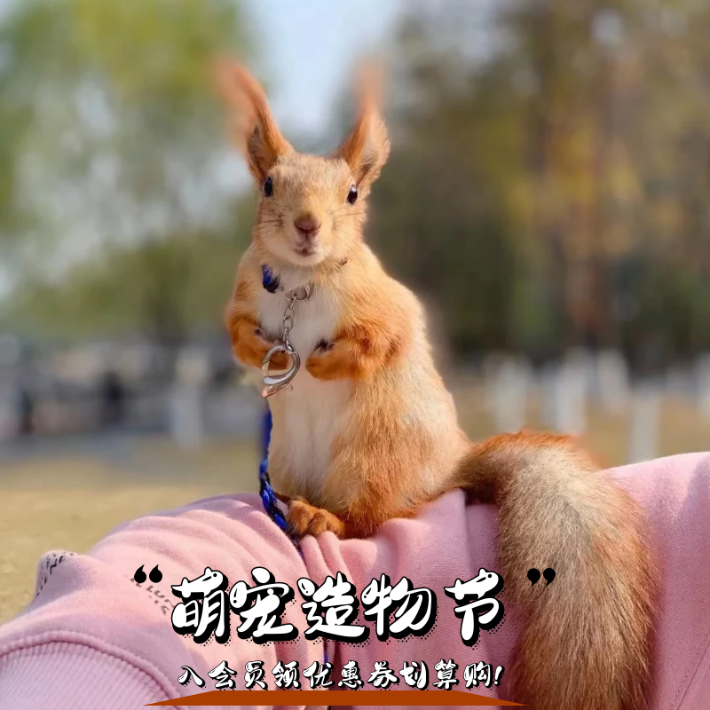 幼宠金花松鼠活物魔王松鼠活物幼崽雪地幼崽 雪地松鼠亚成(公母备注)