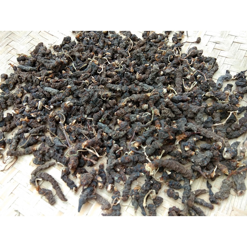 野外生天葵子 中草药原材料材紫背天葵根千年老鼠屎金耗子屎
