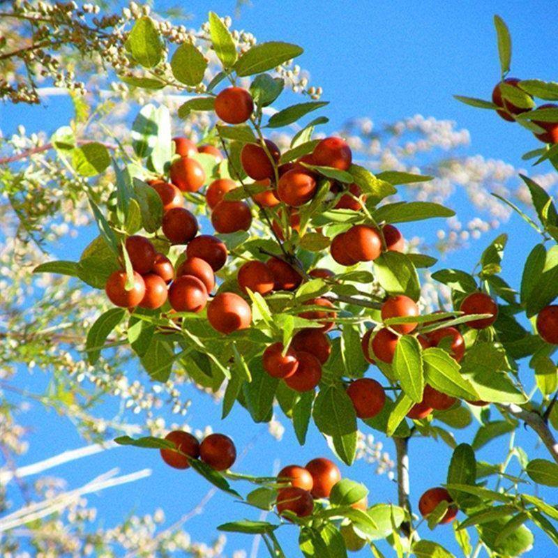 clcey酸枣树苗东北植物野枣苗家庭盆栽庭院地栽山枣苗易活 酸枣_1年弱