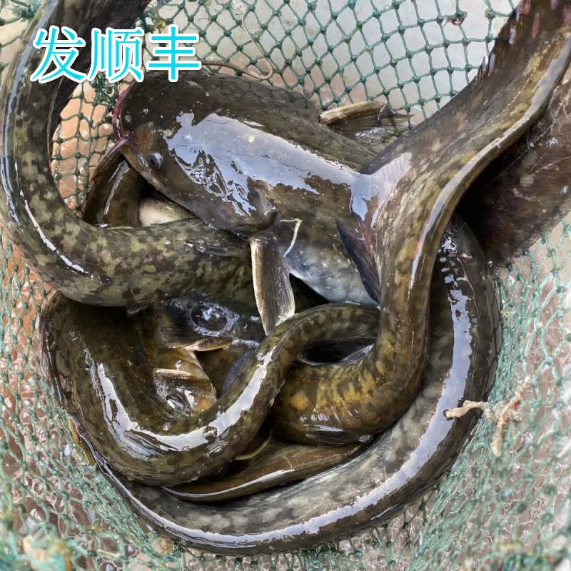 lism淡水鱼水产鲶鱼鲜活土鲶鱼 新鲜鲶鱼 净膛后2斤重