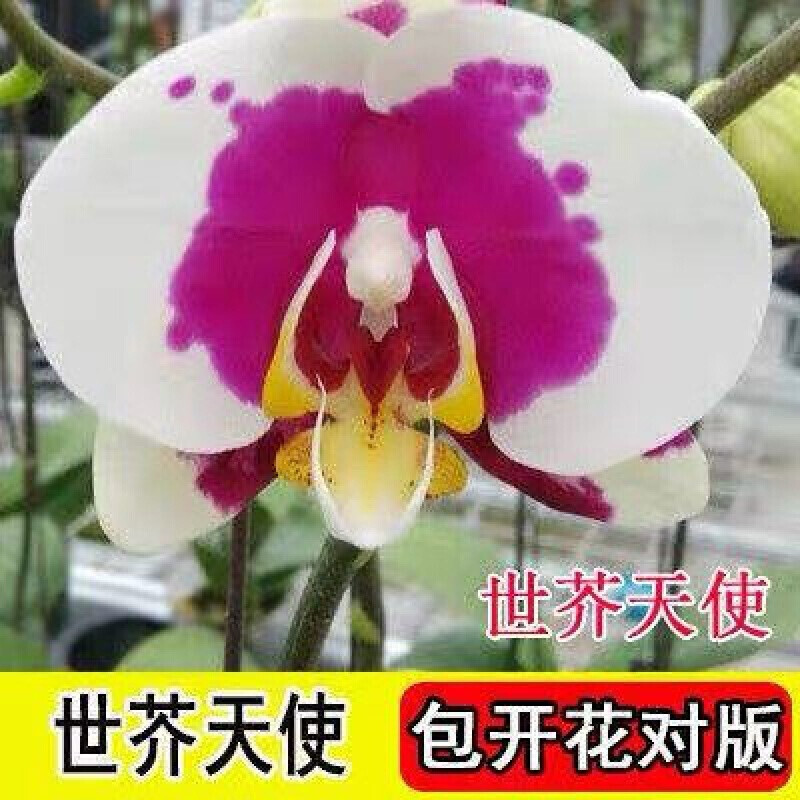 盆栽带花苞花剑大花苗花卉植物室内好养的花四季开花不断 世界天使