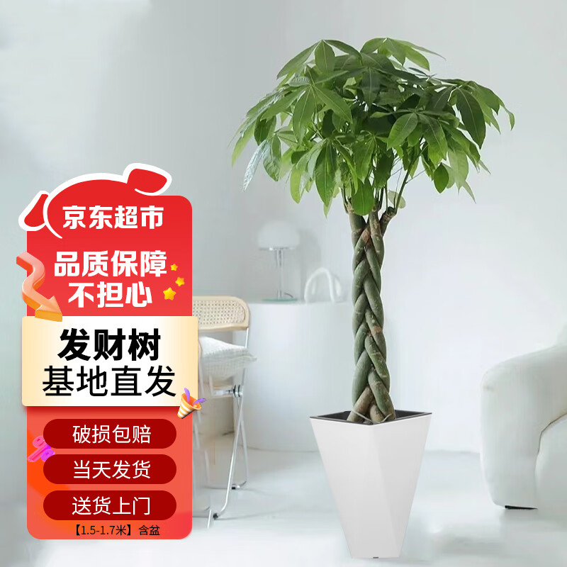 苏墨的墨发财树盆栽大棵绿植花卉室内客厅大型 辫子发财树1.5-1.7米含盆使用感如何?