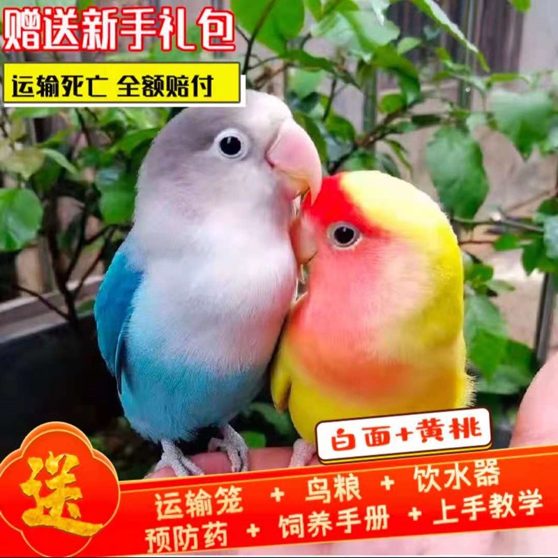 豪蚨牡丹鹦鹉活体宠物鸟玄凤黄桃黄化玄凤小太阳活体和尚鹦鹉说话豪蚨