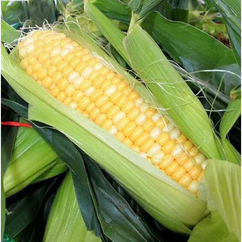 双色超甜特大高产生吃香甜春季夏季四季播大田 昕禾双色玉米种子50克