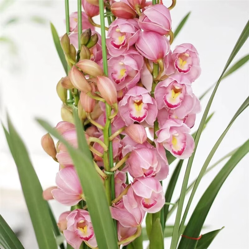 花蕙兰盆栽带花苞四季常青绿植盆景客厅浓香型桌面好养年宵花卉 福娘