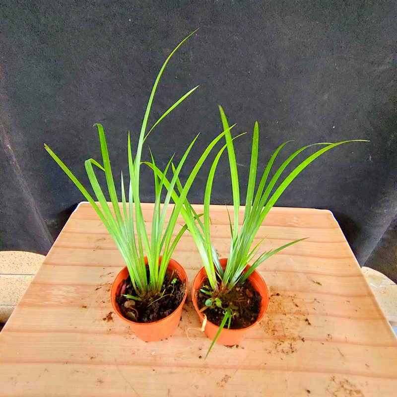 可以直接种水里水培植物石菖蒲水菖蒲吸水石乌龟缸鱼缸雨林缸假山草坪