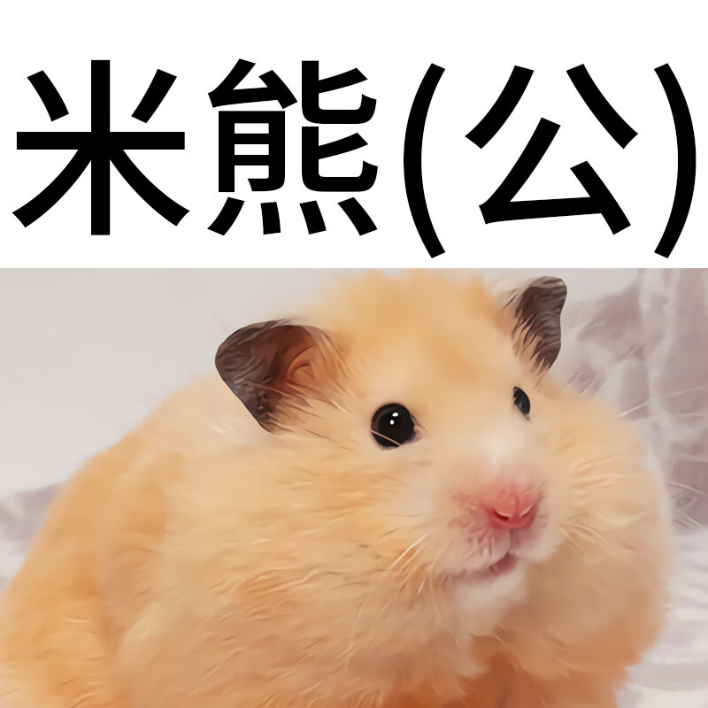 仓鼠米熊活物疫苗已打小宠物金丝熊米鼠活体巨型熊类鼠大仓鼠 米熊(公
