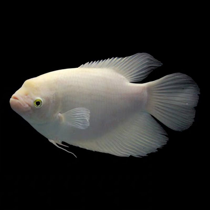 战船鱼红眼战船热带鱼活体黄金战船古战船大型鱼水财神 红眼战船鱼16