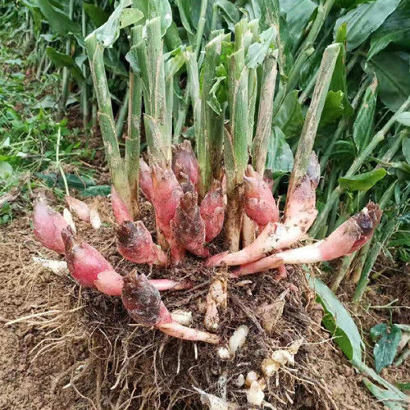 洋荷 相关京东优惠商品排行榜 价格图片品牌优惠券 虎窝购 洋荷 相关京东优惠商品排行榜 价格图片品牌优惠券 虎窝购