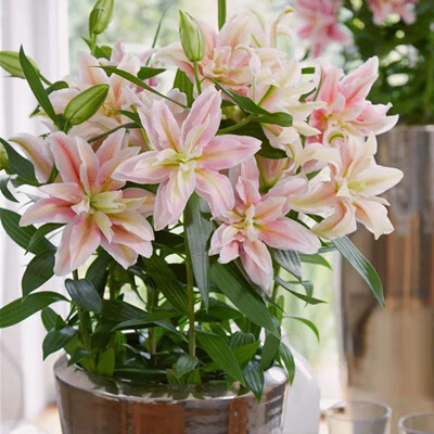 欧悟带芽重瓣香水百合花种球 盆栽室内阳台花卉种子多头易活耐寒植物