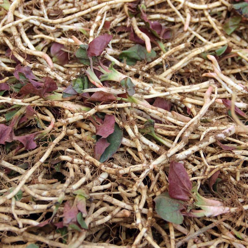 【官方旗舰】现挖鱼腥草新鲜贵州折耳根凉拌则节节根3斤不洗【优选】