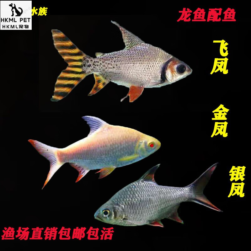 飞凤鱼活体直纹飞凤金凤银凤龙鱼配鱼热带观赏鱼吃垃圾鱼泰国鲫 黄色