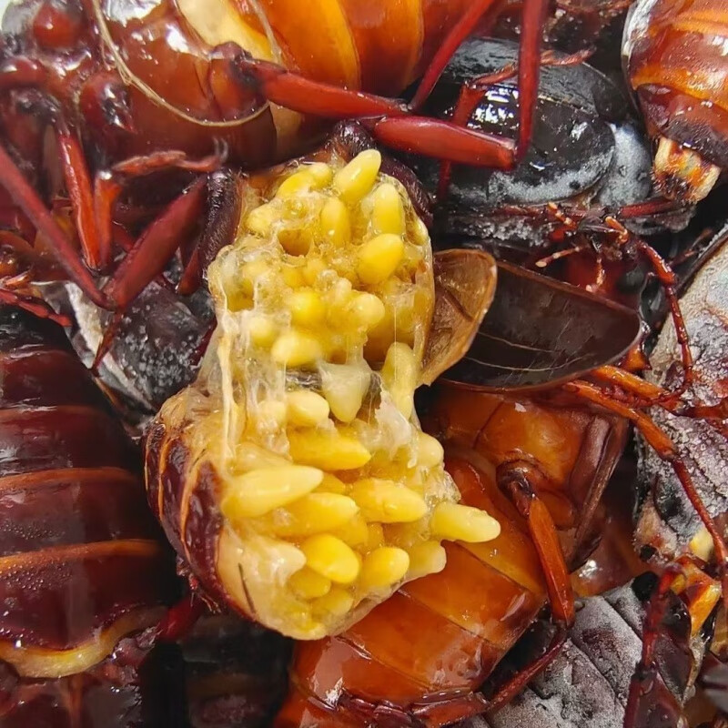 望蓝川新鲜水牛虫炸冷冻山水牛母带籽栓栓牛荒野昆虫山牛公母山虫牛