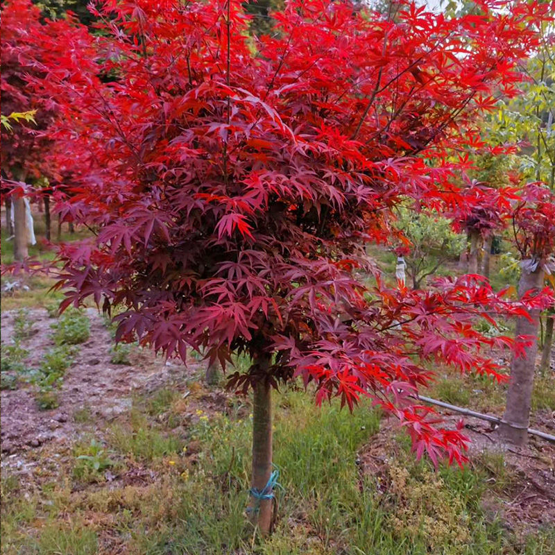 红枫树苗日本红舞姬美国红枫庭院道路绿化室外四季种植中国红盆栽