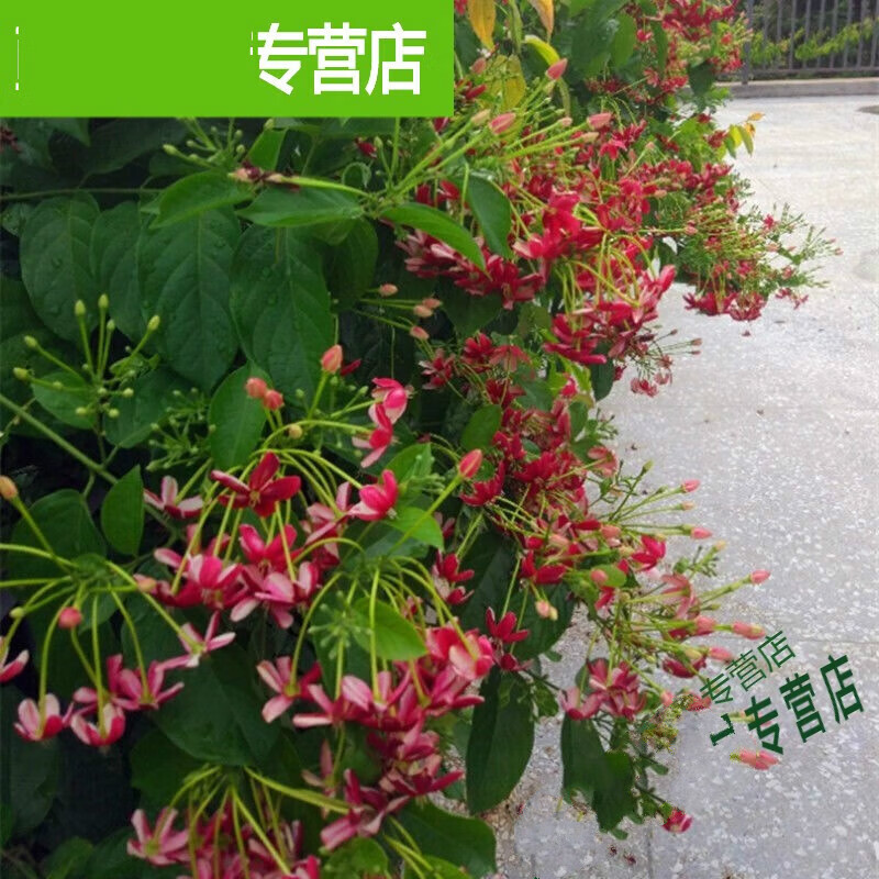 七抒重瓣使君子花苗变色五彩爬藤植物芳香植物庭院盆栽花卉水君 单瓣