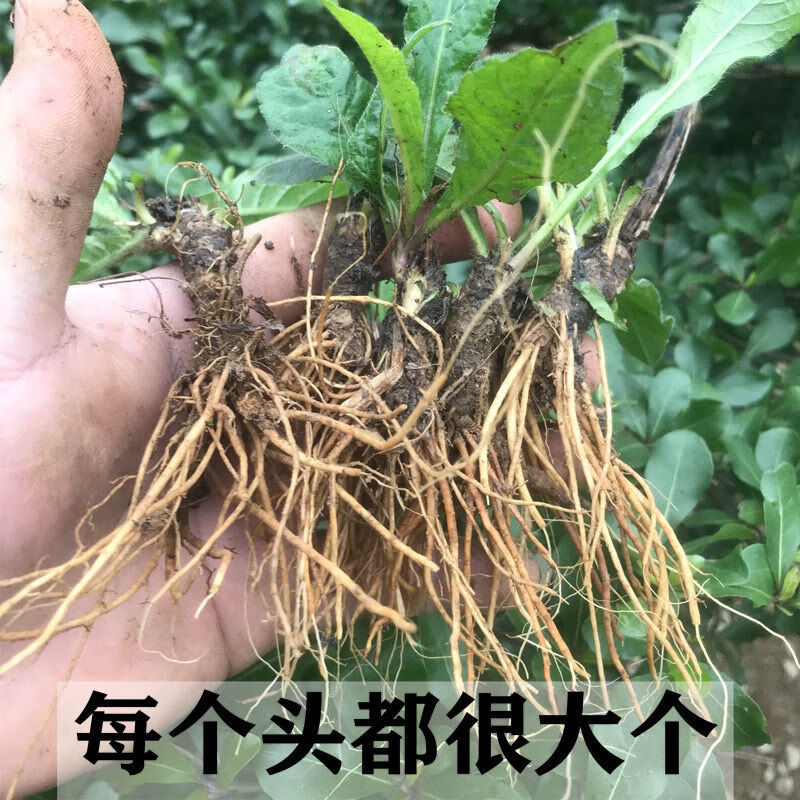 正宗野生地胆头干货新鲜晒干矮脚地胆头草根煲汤料中药材凉茶批发 现