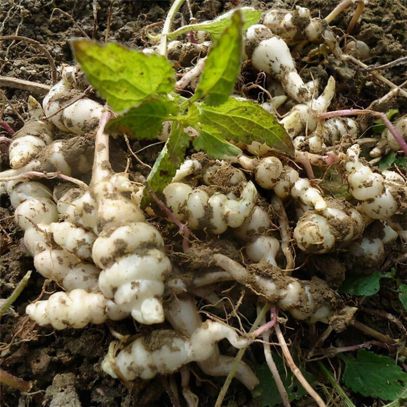 螺丝菜苗新鲜宝塔菜地环苗庭院种植四季好养活耐寒多年生野生蔬菜