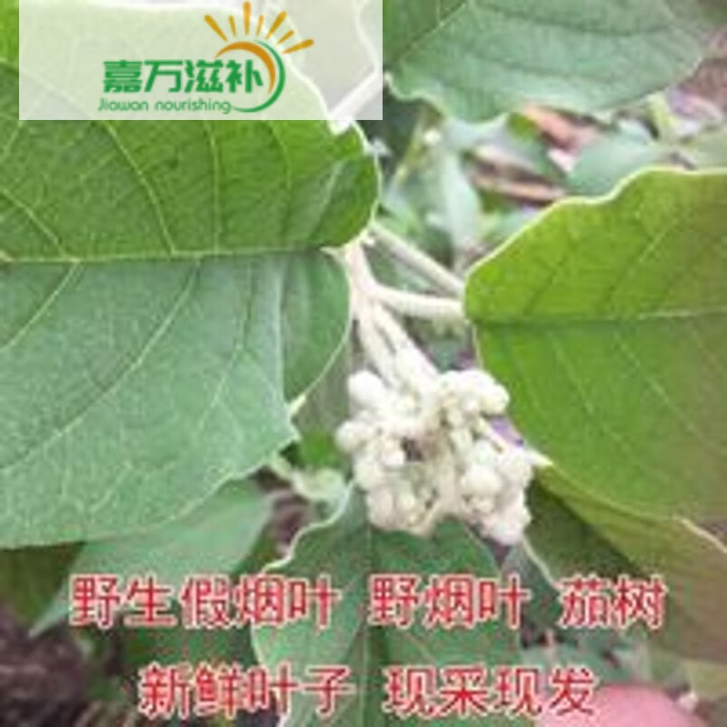 伟博新鲜假烟叶 野烟叶茄树祛痱身痒 中草药土烟叶 500克 新鲜假烟叶