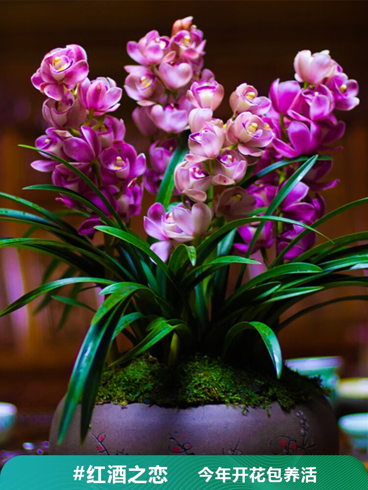 好养的盆栽花翁源兰花苗原盆原土发大花蕙兰红酒之恋浓香矮种室内