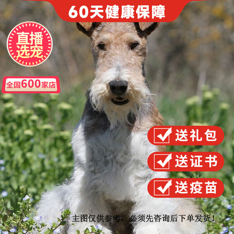 优宠奇派猎狐梗犬纯种宠物狗狗刚毛猎狐梗幼犬幼崽活体 宠物级 公