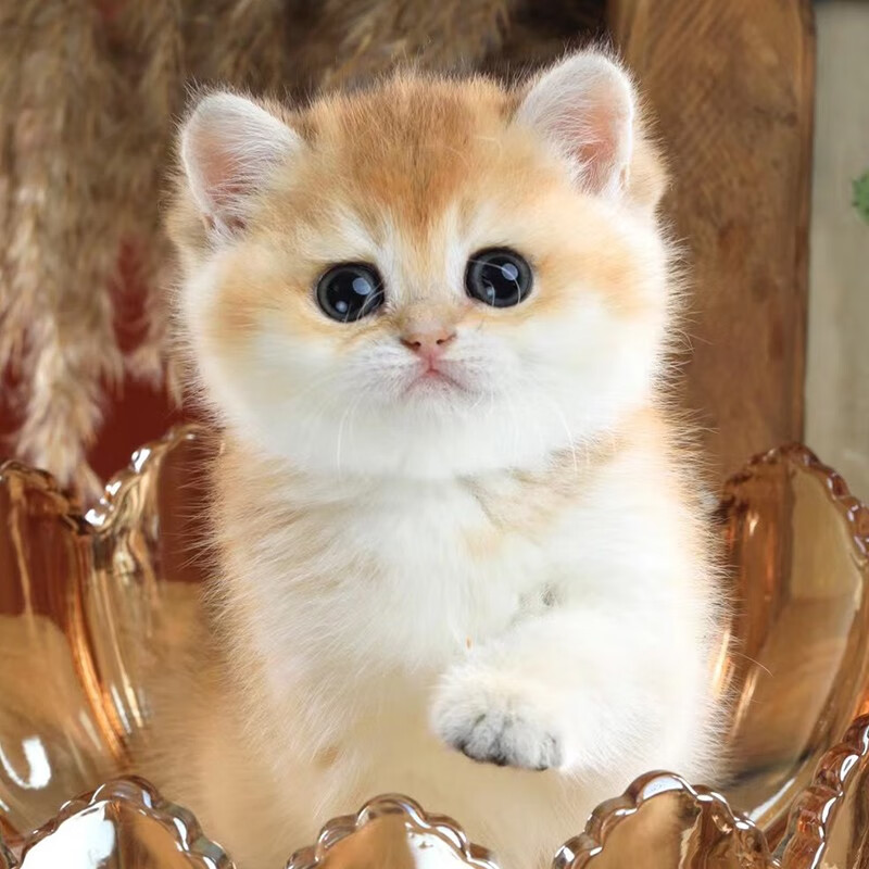 广州广宠金渐层幼猫活体蓝金渐层宠物猫幼崽12色11色猫咪猫活体 网红