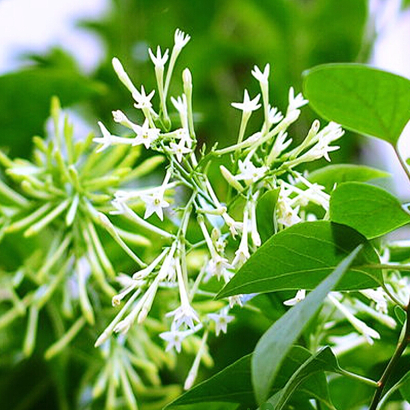 花无涯夜来香花苗 夜丁香 庭院阳台花卉盆栽芳香绿植