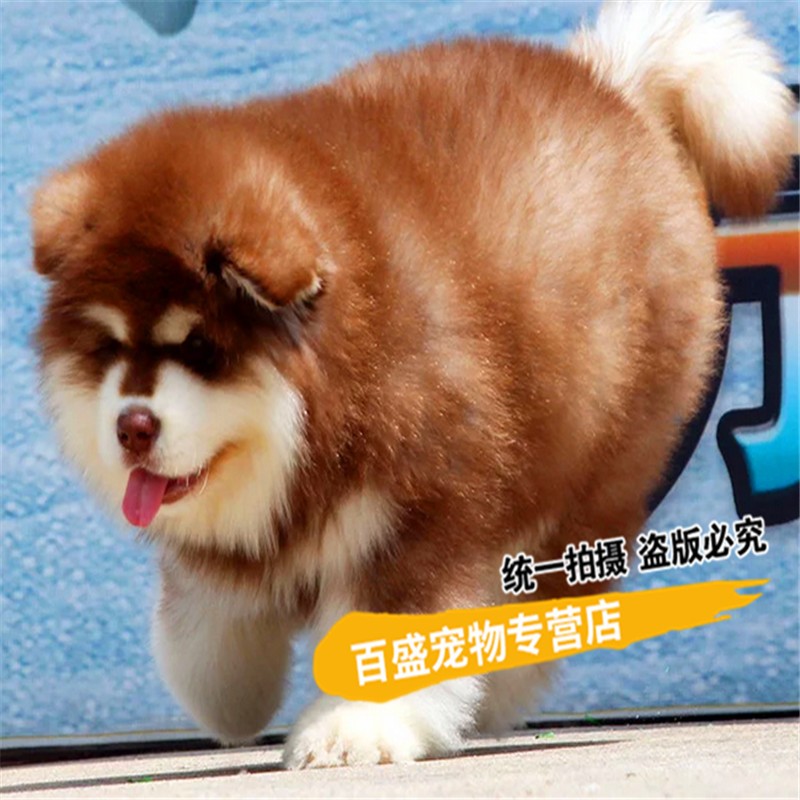 别态萌北京犬舍纯种红色阿拉斯加犬活体 黑色阿拉斯加幼犬幼崽宠物狗