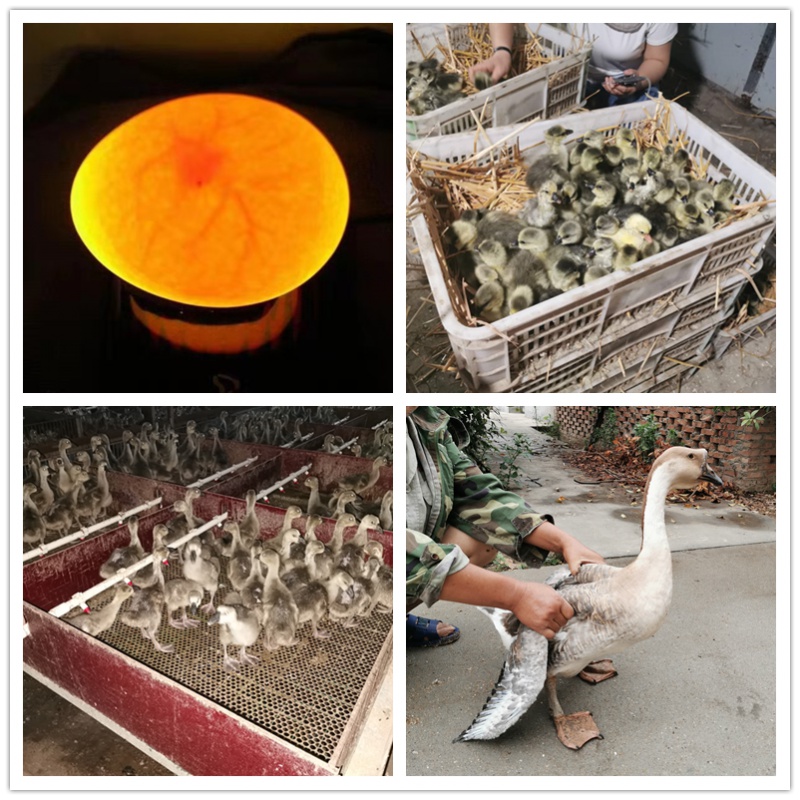 灰鹅雁鹅鹅蛋正宗纯种灰羽百子鹅下蛋王种蛋受精蛋可孵化6枚