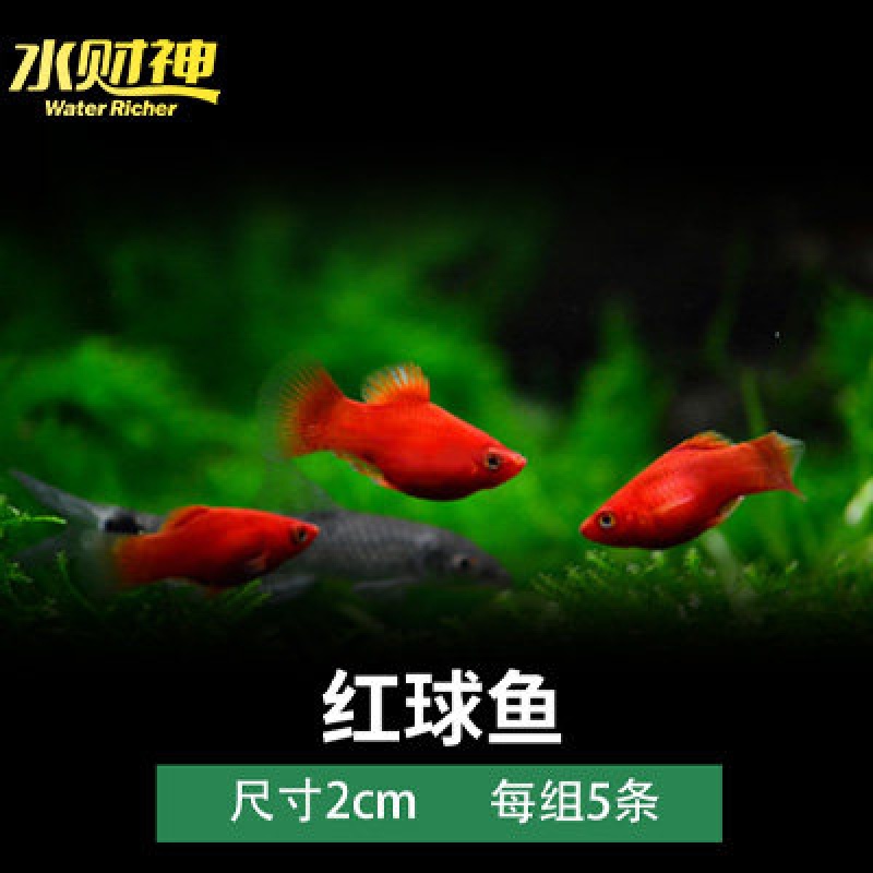 胎生鱼金玛丽球黑玛丽球黑玛丽鱼三色球鱼红白剑鱼小米奇鱼红球鱼水