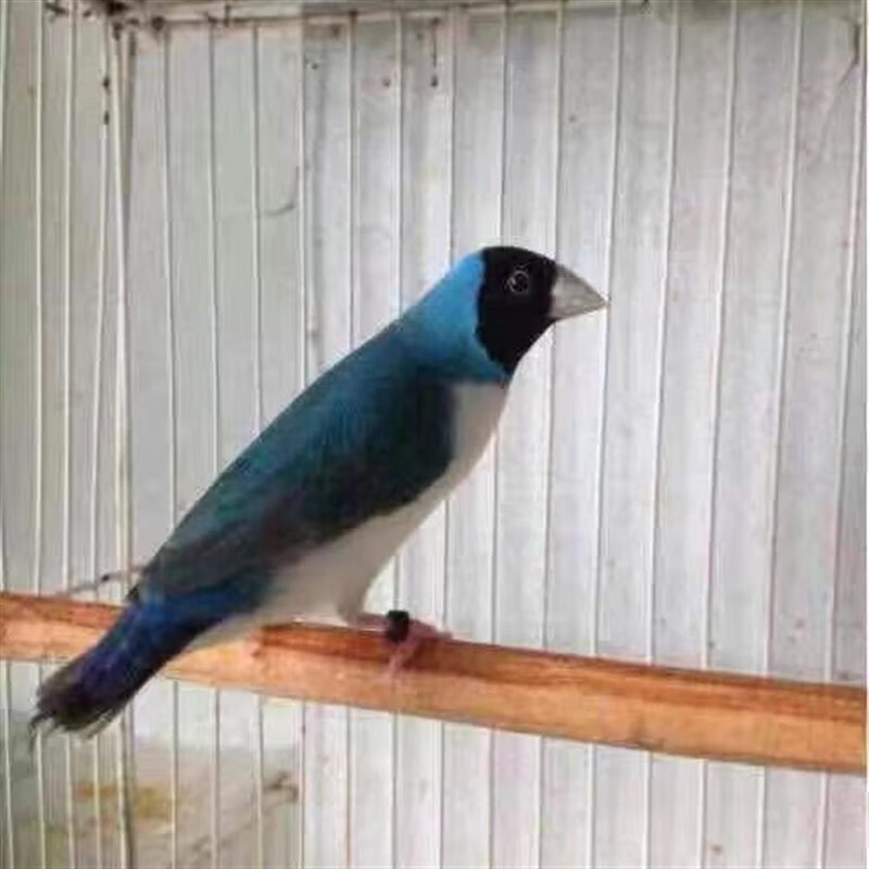 笼趣七彩文鸟活体小型宠物鸟观赏鸟珍珠鸟活物灰白文鸟活体鸟送粮 蓝