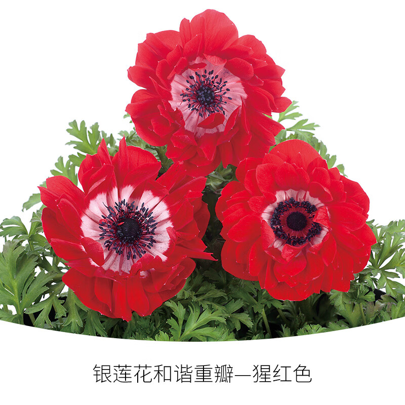 刘不丁坂田银莲花和谐重瓣盆栽花苗庭院花园阳台多年生草花观赏花卉