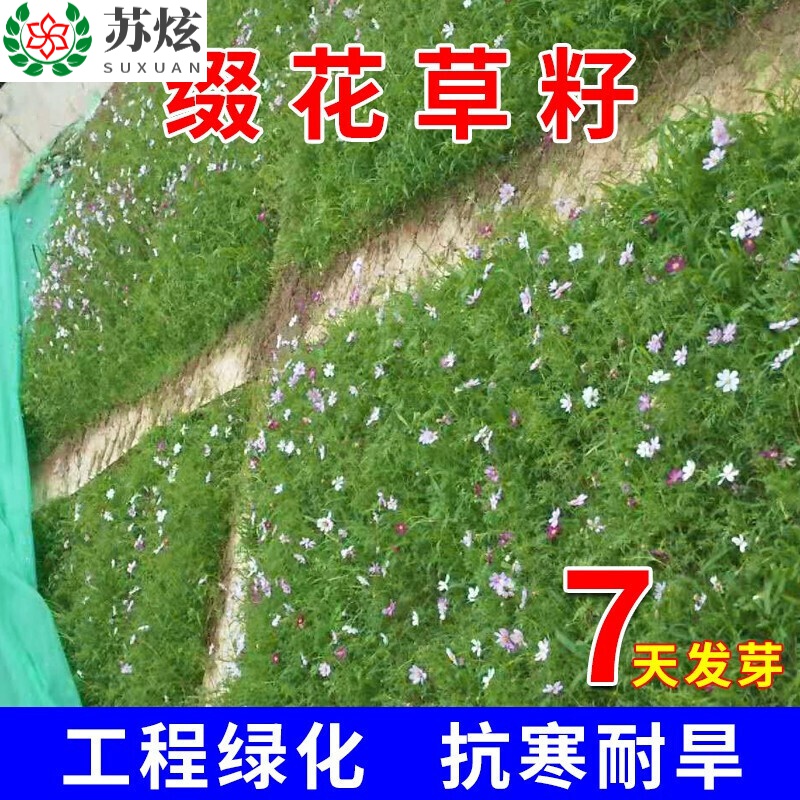 草坪种子草籽护坡草种宽叶草种子缀花草籽绿化固土复绿护坡耐寒耐热