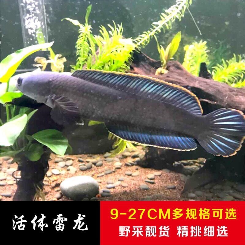 余三哥（yusange）观赏鱼活体巴卡雷龙鱼冷水鱼野生南醴耐养淡水鱼彩虹雷龙鱼带氧 稀有27左右一条怎么看?