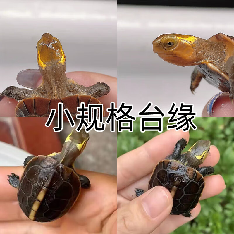 黄缘龟幼龟安缘龟苗闭壳观赏宠物乌龟活物体高背龟箱子陆地 2021年台