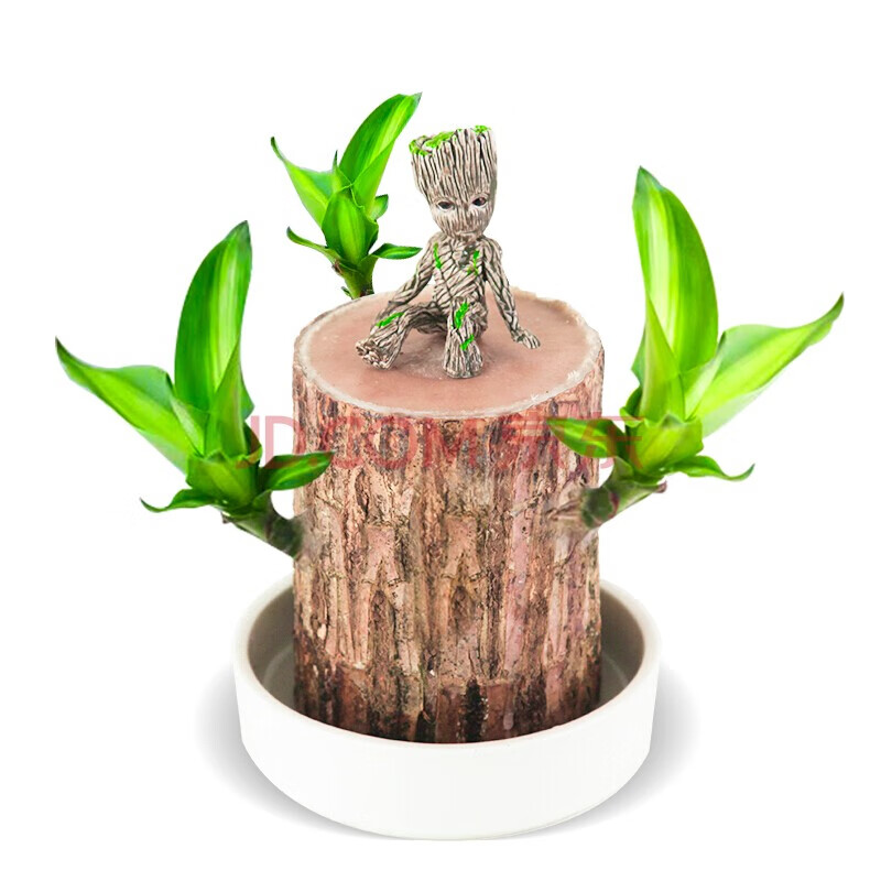 巴西木幸運(yùn)木水養(yǎng)水培植物盆栽辦公室內(nèi)桌面格魯特四季樹樁綠植 巴西木(5cm)【不含盆】