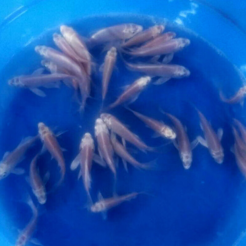 荣郁 白锦鲤活体淡水冷水龙凤好养易活风水鱼练手鱼鱼包活 白锦鲤8-10