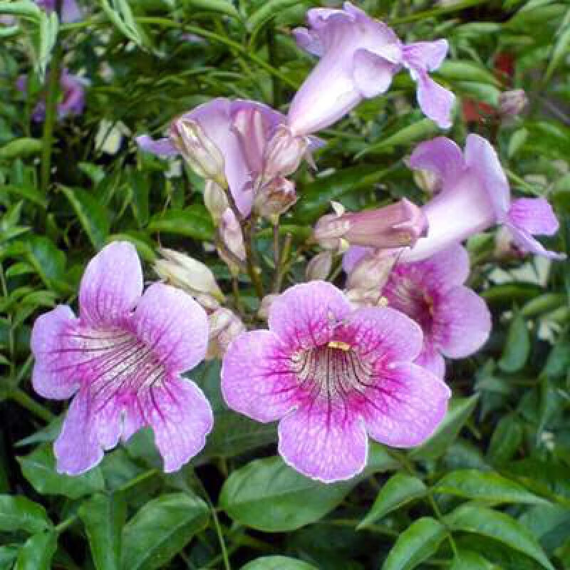 紫色凌霄【2公分苗】 默认1