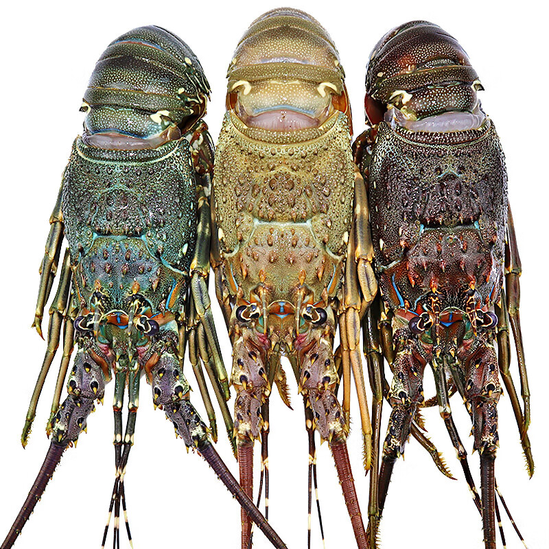 虎钢馋小青龙印尼鲜活速冻海鲜水产波士顿龙虾澳洲大龙虾 1000g