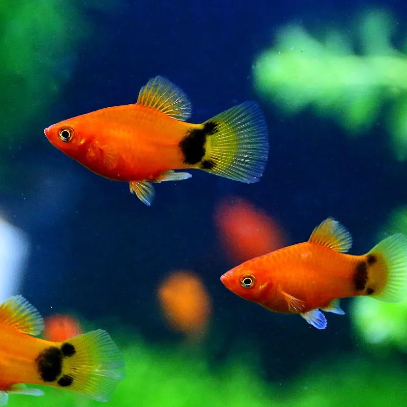 易萌 米奇鱼活体观赏鱼小型热带鱼红箭鱼活鱼宠物鱼胎生淡水鱼 米奇鱼